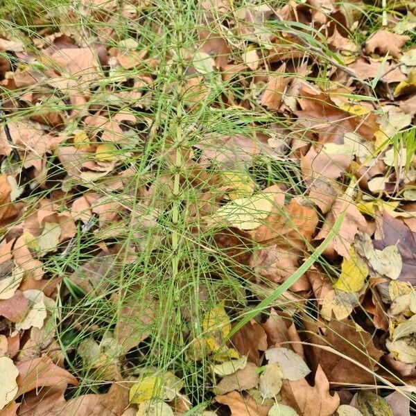 Equisetum sylvaticum পাতা