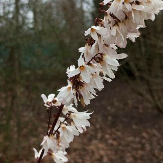 Abeliophyllum distichum ফুল