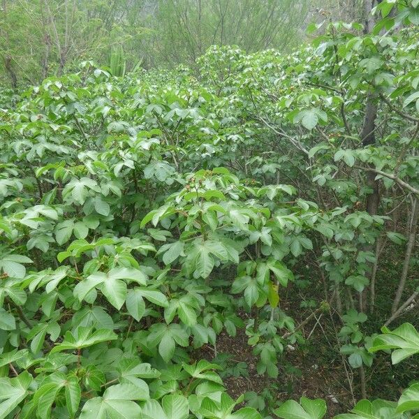 Jatropha gossypiifolia Habit