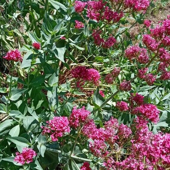 Centranthus ruber Costuma