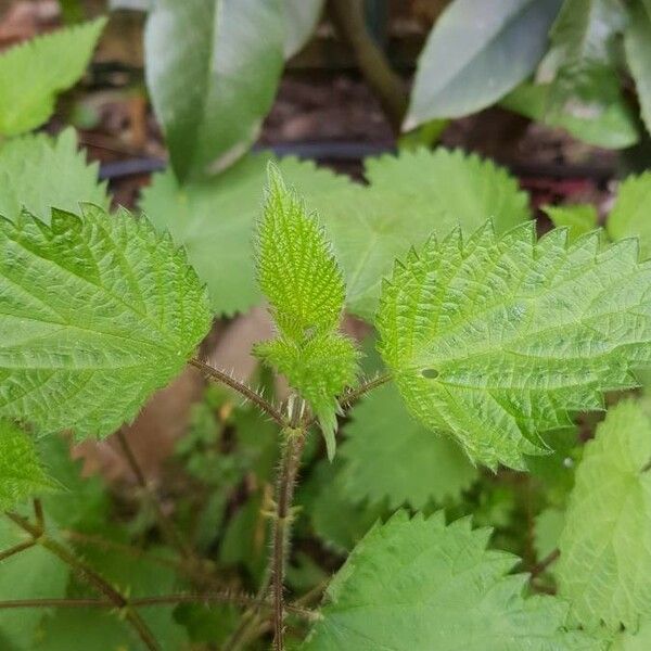 Urtica dioica Blad