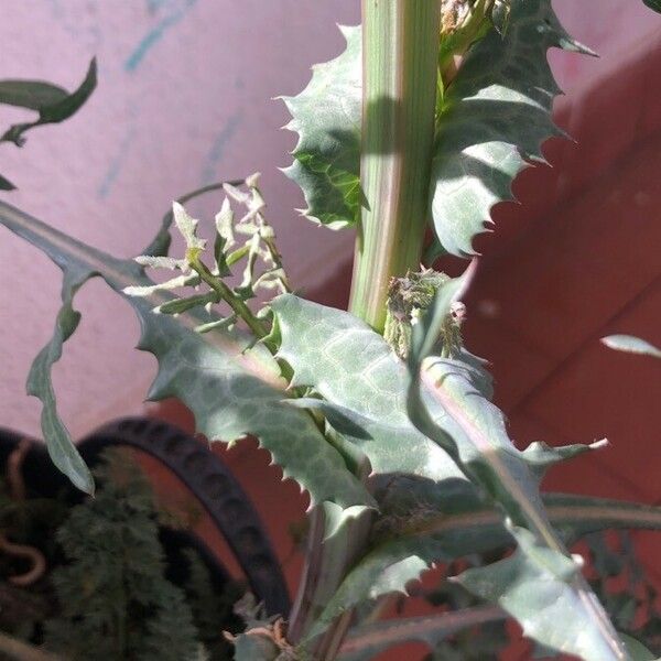 Sonchus oleraceus Leaf