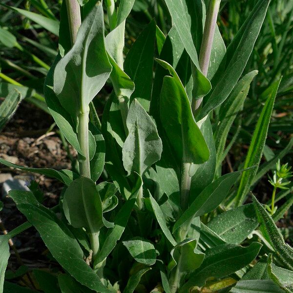 Turritis glabra Blad