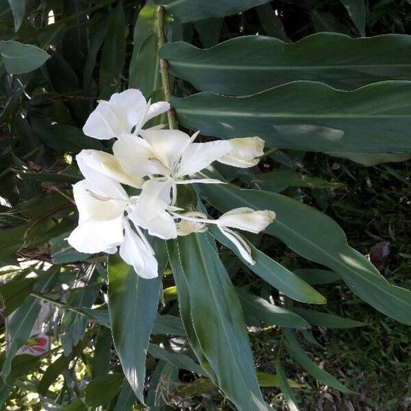 Hedychium coronarium Цветок