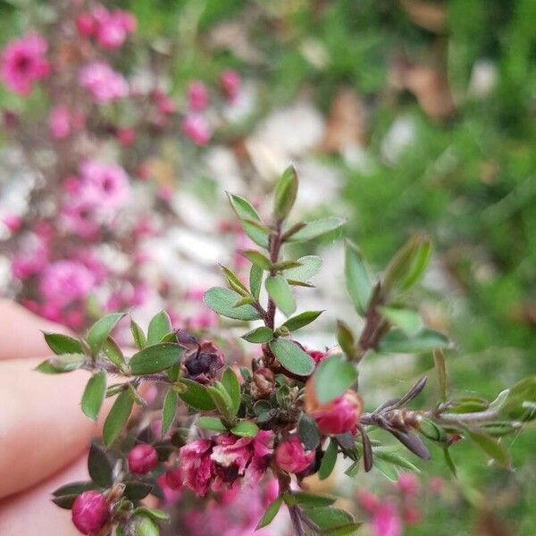 Leptospermum scoparium 叶