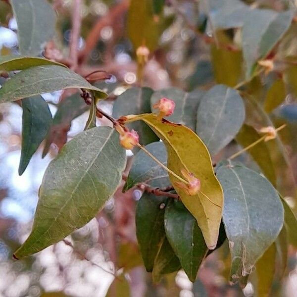 Eugenia uniflora Leht