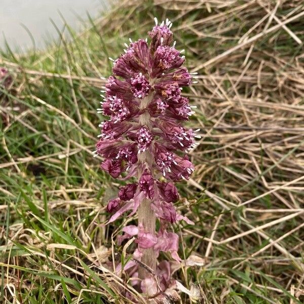 Petasites hybridus फूल