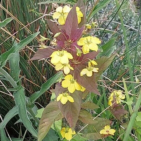 Lysimachia ciliata Flower