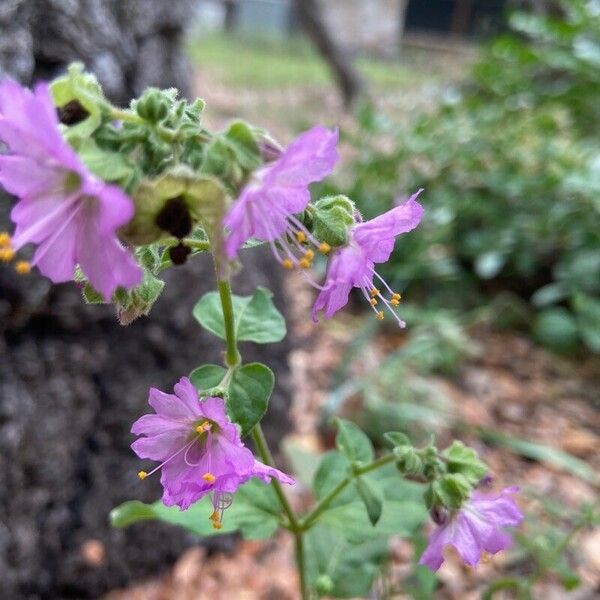 Mirabilis laevis Leaf