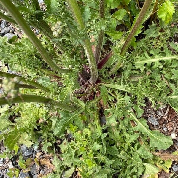 Crepis vesicaria 叶