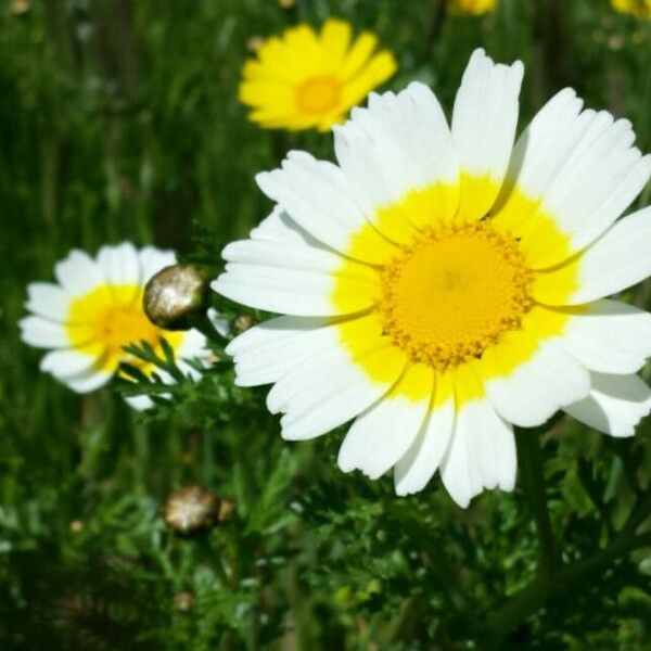 Glebionis coronaria Кветка