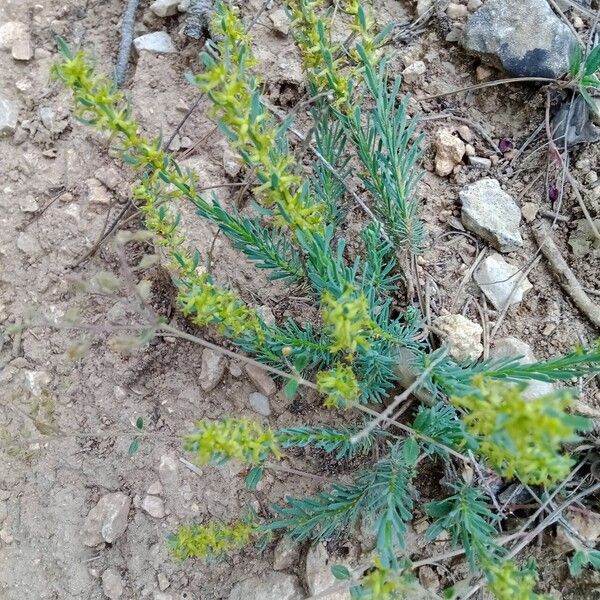 Thymelaea pubescens Elinympäristö