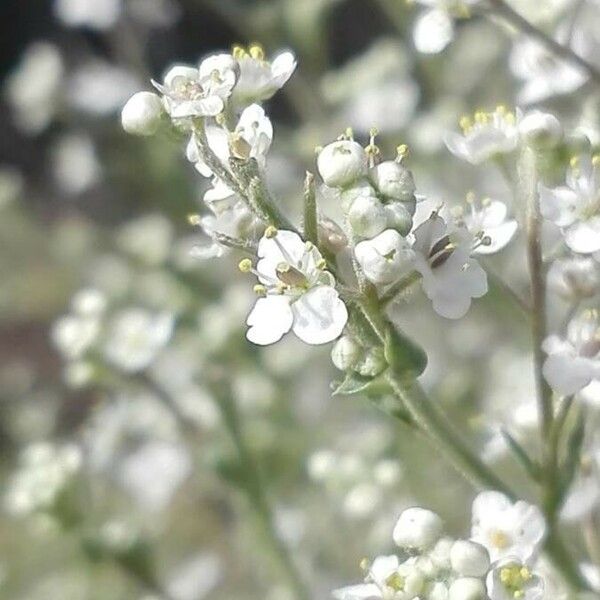 Lepidium latifolium Flower