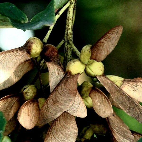 Acer tataricum Fruit