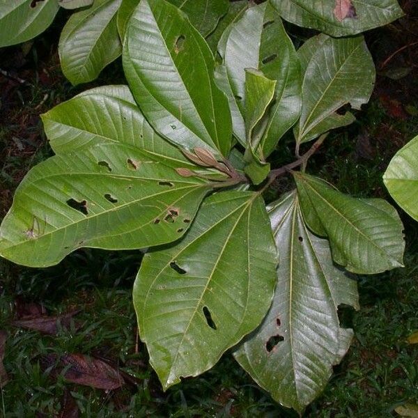 Bellucia grossularioides Blatt