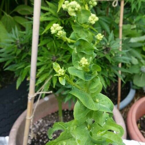 Cerinthe glabra Flor