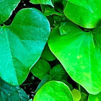 Aristolochia littoralis Blad