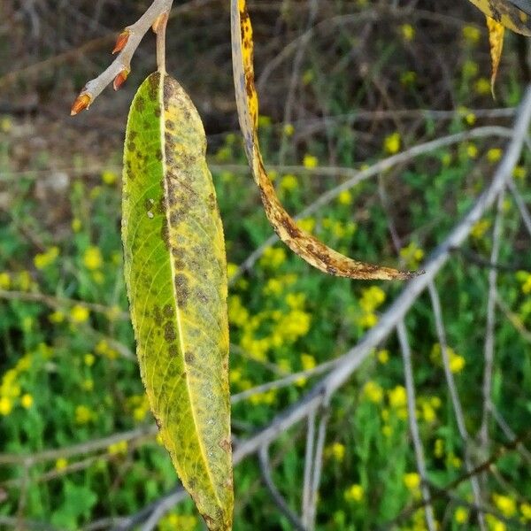 Salix laevigata Φύλλο