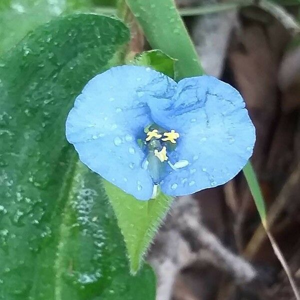 Commelina bracteosa Blomma