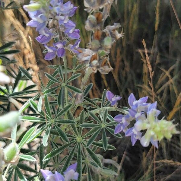 Lupinus sericeus Blüte