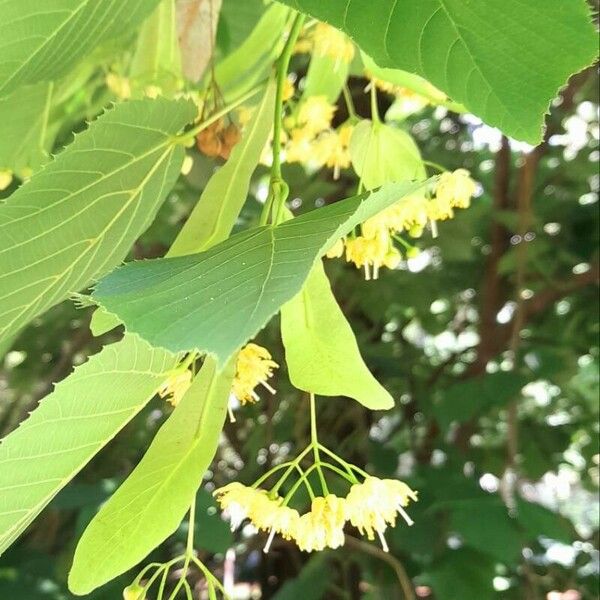 Tilia americana Outro