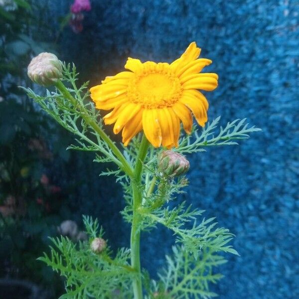 Glebionis coronaria Лист