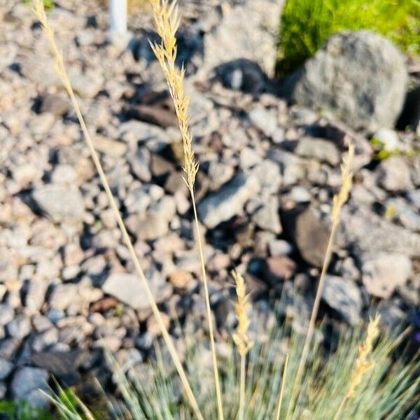 Festuca filiformis Flower