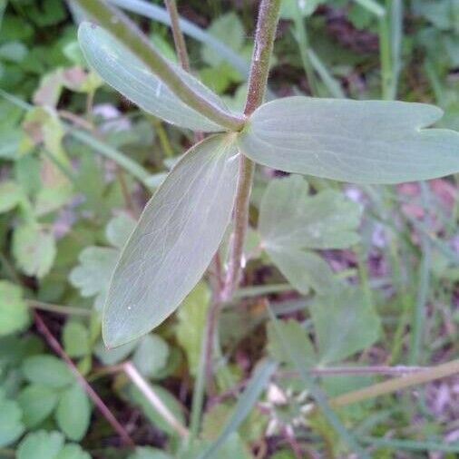 Aquilegia vulgaris Leaf