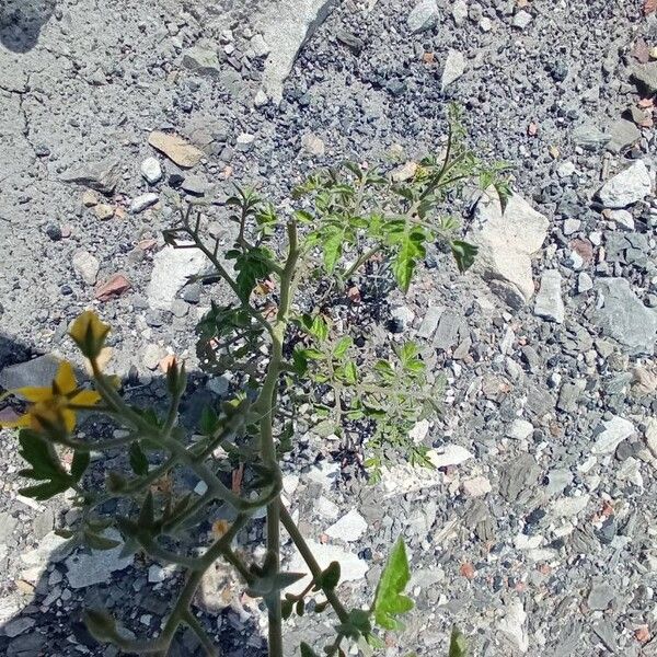 Solanum pimpinellifolium Deilen