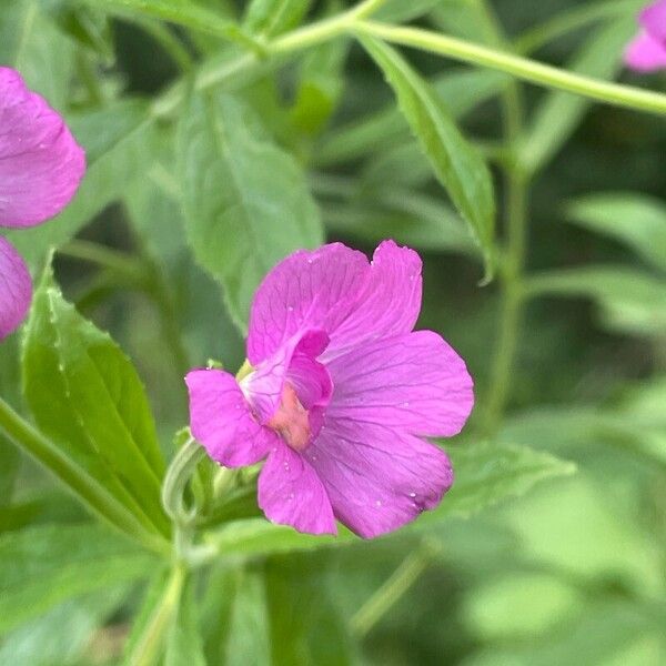 Epilobium hirsutum Blomst