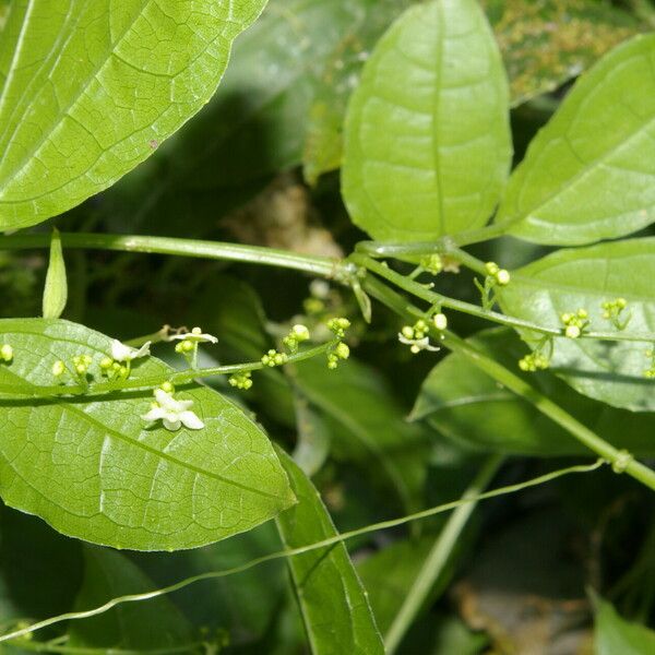 Cyclanthera lalajuela Cvet