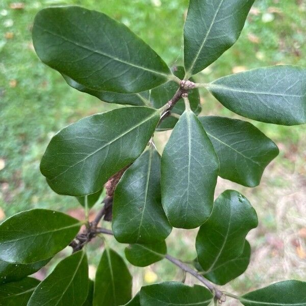 Pittosporum tenuifolium Folha