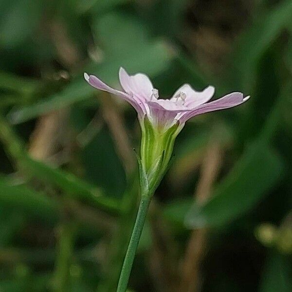 Petrorhagia saxifraga Flower