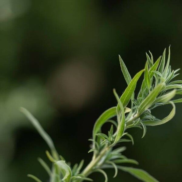 Artemisia biennis 叶