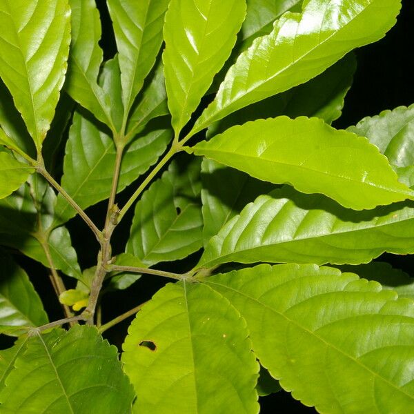 Anthodiscus chocoensis Leaf