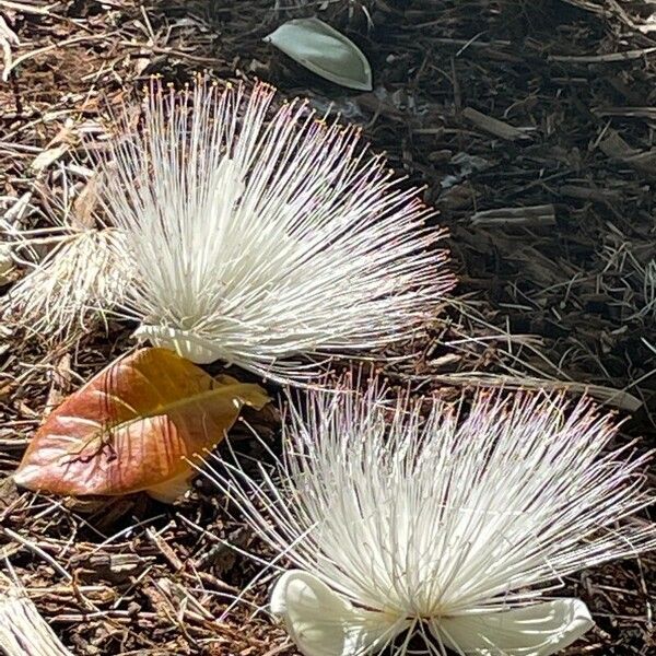 Barringtonia asiatica Blomst