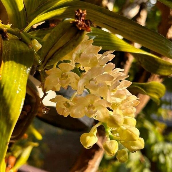 Rhynchostylis gigantea Blomst