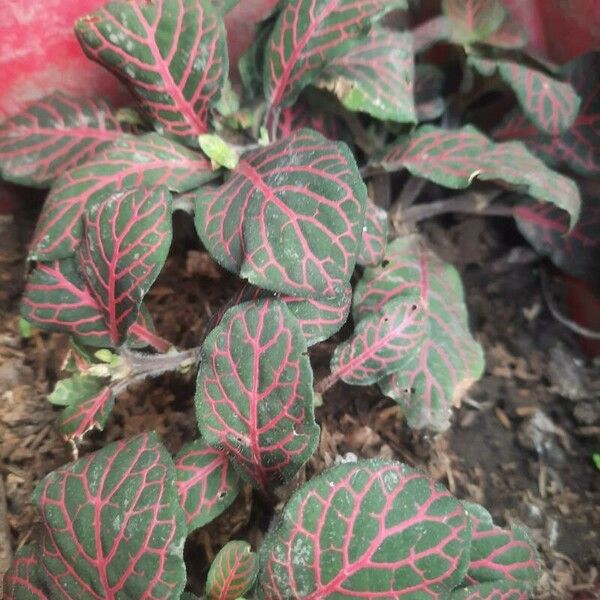 Fittonia albivenis Feuille