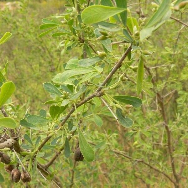 Caragana halodendron Vivejo