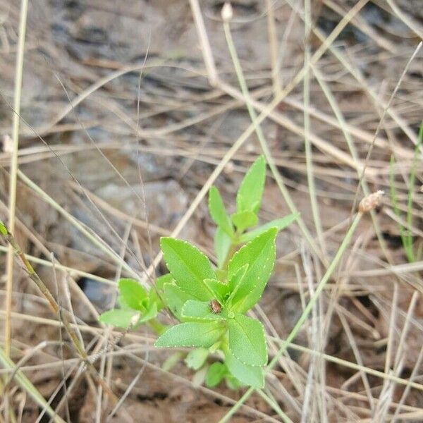 Bacopa crenata 葉