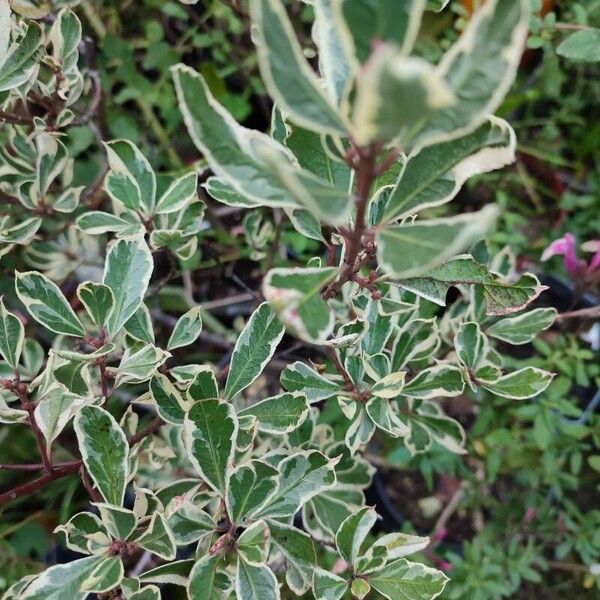 Pittosporum tenuifolium Fuelha