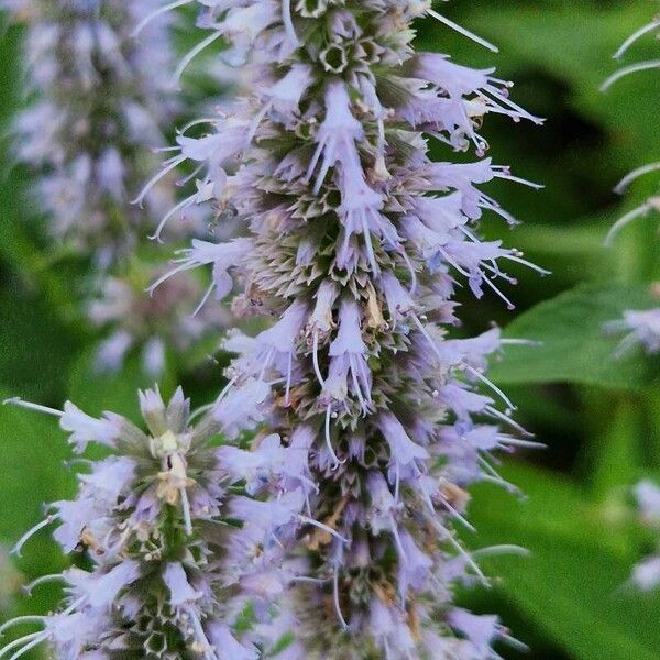 Agastache foeniculum Blüte