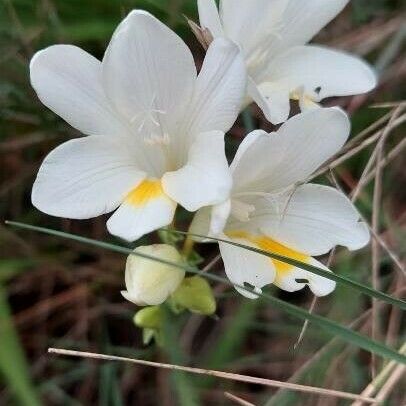 Freesia leichtlinii Fleur