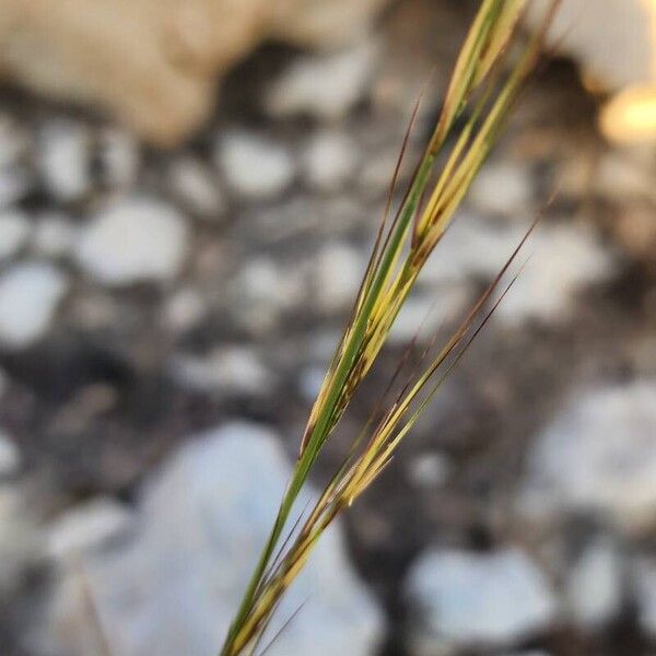 Aristida adscensionis Kvet