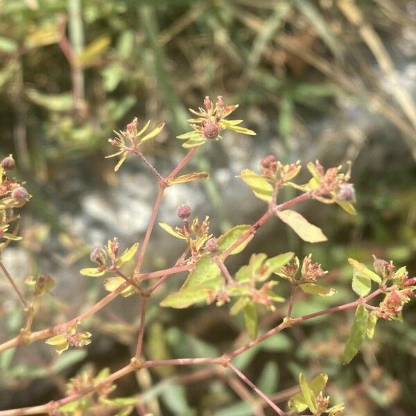 Euphorbia nutans Plod