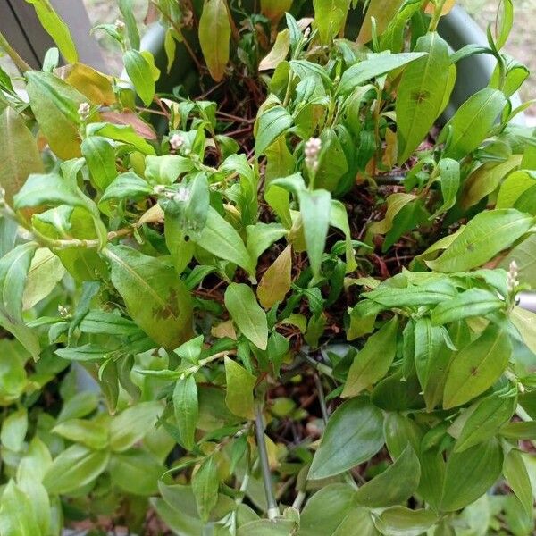 Persicaria hydropiper Blad