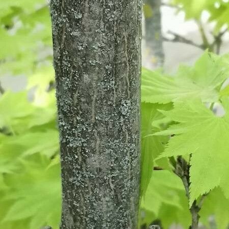 Acer shirasawanum Bark