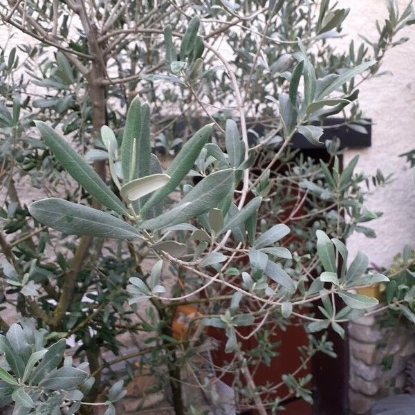 Olea europaea Leaf