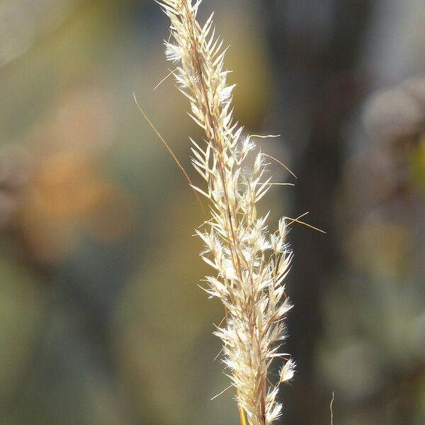 Achnatherum calamagrostis Žiedas