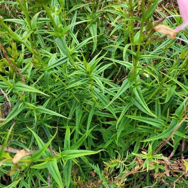 Penstemon barbatus Листок